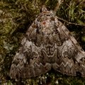 Catocala promissa