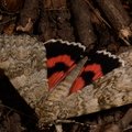 Catocala nupta