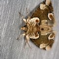 Thyatira batis