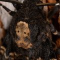 Acherontia atropos