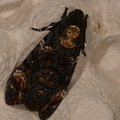 Acherontia atropos