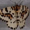 Abraxas grossulariata