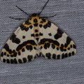 Abraxas grossulariata