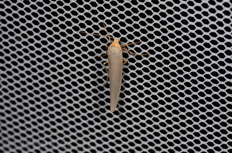 Chasse Aux Papillons - Saint-Savinien - 12-10-2017 - Eilema caniola-1 (2).jpg