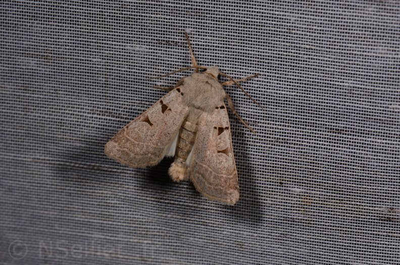 Chasse Aux Papillons - Saint-Savinien - 12-10-2017 - Eugnorisma glareosa (2).jpg