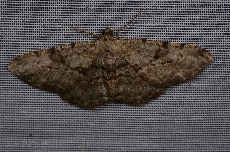 Chasse Aux Papillons - Saint-Savinien - 12-10-2017 - Peribatodes rhomboidaria (1).jpg