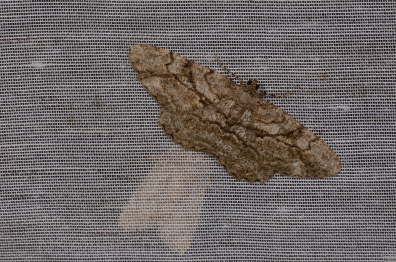 Chasse Aux Papillons - Saint-Savinien - 12-10-2017 - Peribatodes rhomboidaria (2).jpg