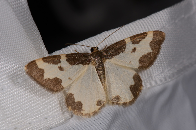 Chasse Aux Papillons - St Hilaire La Palud - 13-07-2017 - Lomaspilis marginata (3).jpg