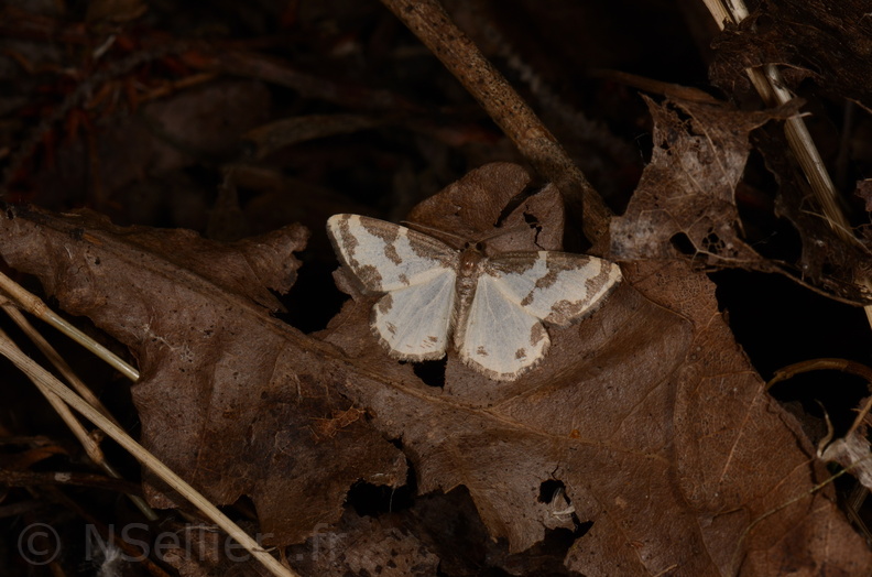 Chasse Aux Papillons - St Hilaire La Palud - 13-07-2017 - Lomaspilis marginata (6).jpg