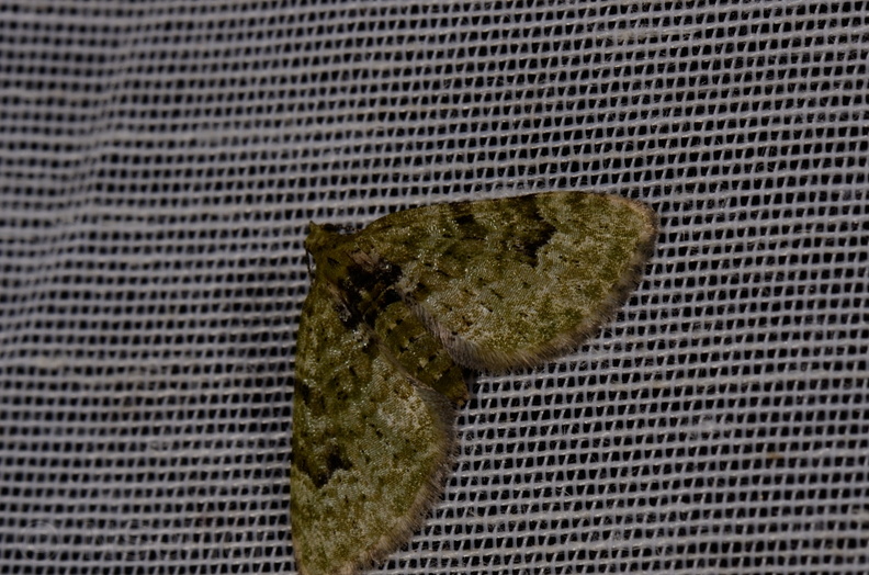 Chasse Aux Papillons - Mautré - 19-08-2012 - Chloroclystis v-ata.JPG