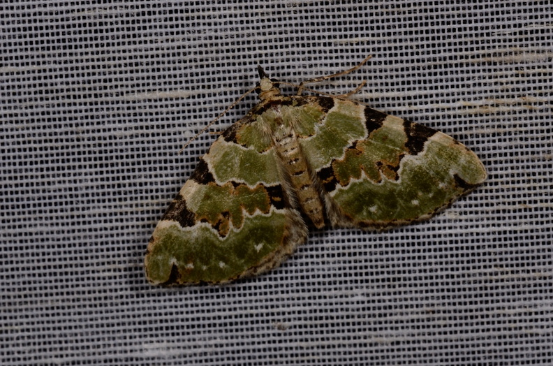 Chasse Aux Papillons - Mautré - 19-08-2012 - Colostygia pectinataria.JPG