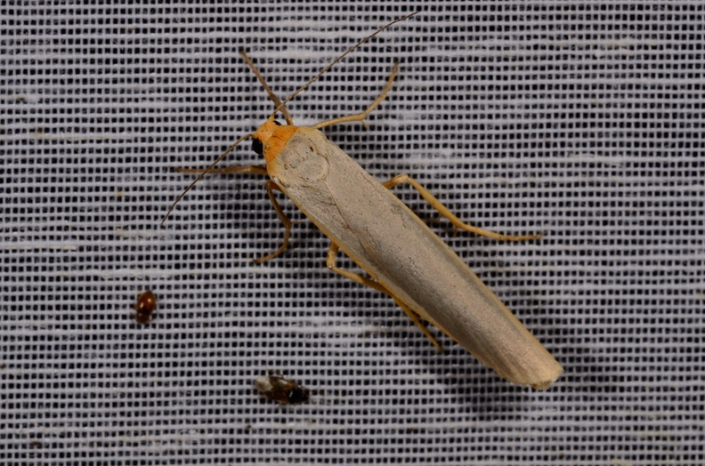 Chasse Aux Papillons - Mautré - 19-08-2012 - Eilema caniola.JPG