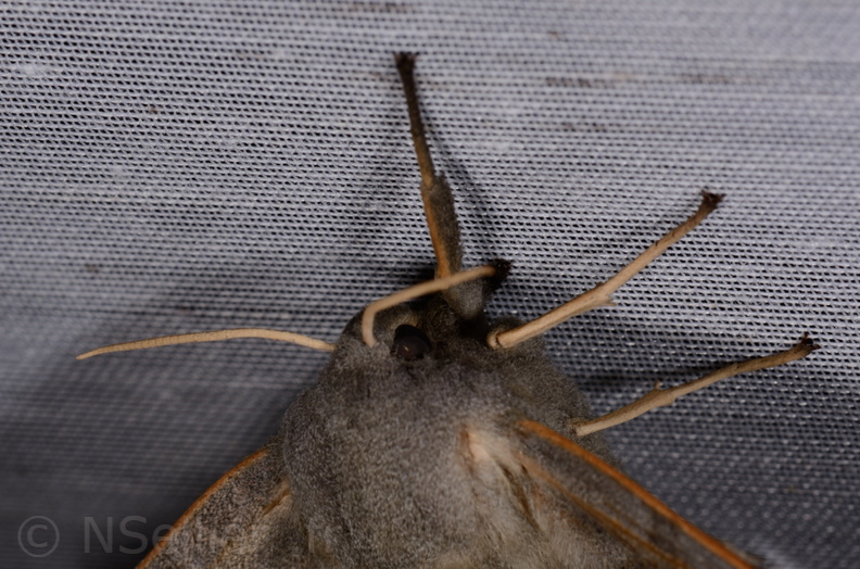 Chasse Aux Papillons - Marais d'Yves - 07-05-2014  - Laothoe populi (1).JPG