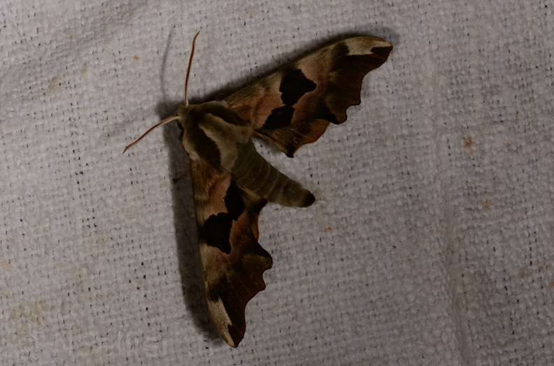 Chasse Aux Papillons - Marais d'Yves - 07-05-2014  - Mimas tiliae (2).JPG
