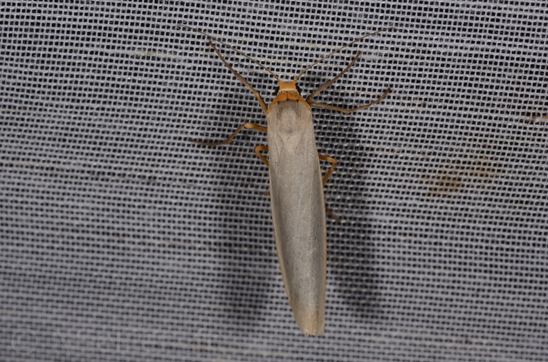 Chasse Aux Papillons - Marais d Yves - 23-06-2017  - Eilema caniola (2).jpg