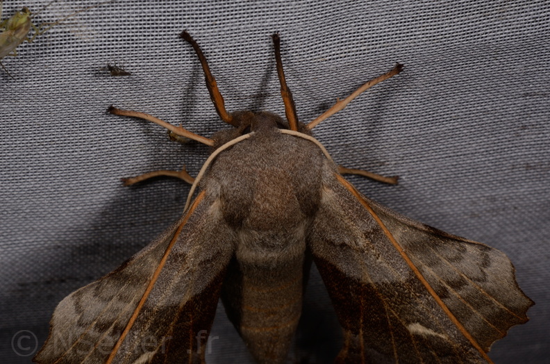 Chasse Aux Papillons - Marais d Yves - 08-06-2016  - Laothoe populi (2).JPG