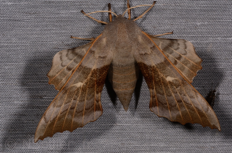 Chasse Aux Papillons - Marais d Yves - 08-06-2016  - Laothoe populi (3).JPG