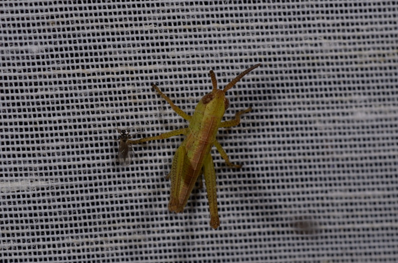 Chasse Aux Papillons - Amuré - 01-06-2012 - Chorthippus Sp -(32).JPG