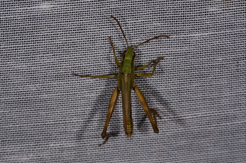 Chasse Aux Papillons - Amuré - 04-09-2014 - Pseudochorthippus parallelus (57).JPG