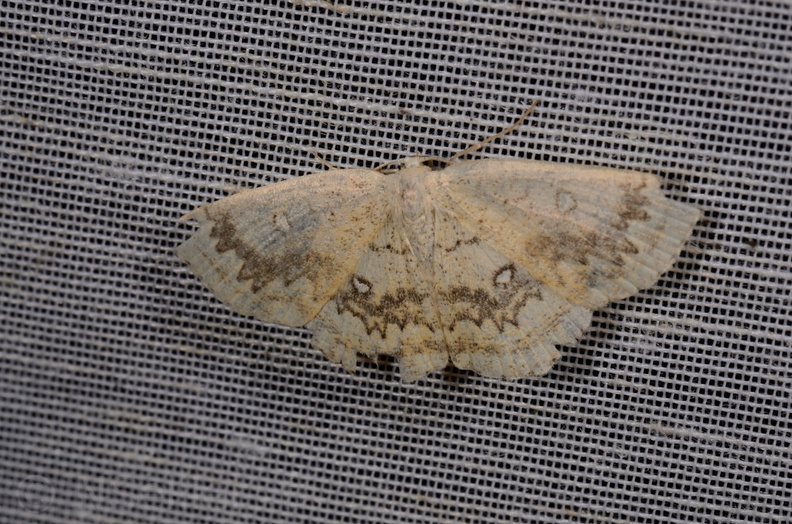 Chasse Aux Papillons - Chizé - 11-08-2012 - Cyclophora annularia (1).JPG
