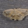 Cyclophora annularia