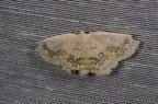 Cyclophora annularia