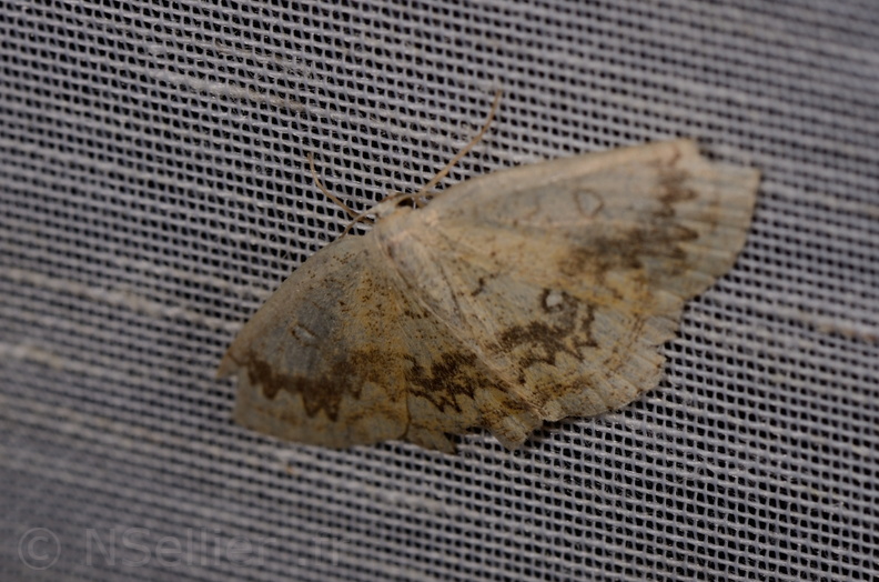 Chasse Aux Papillons - Chizé - 11-08-2012 - Cyclophora annularia (2).JPG