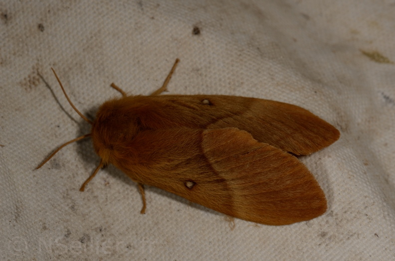 Chasse Aux Papillons - Chizé - 11-08-2012 - Lasiocampa trifolii-1.JPG