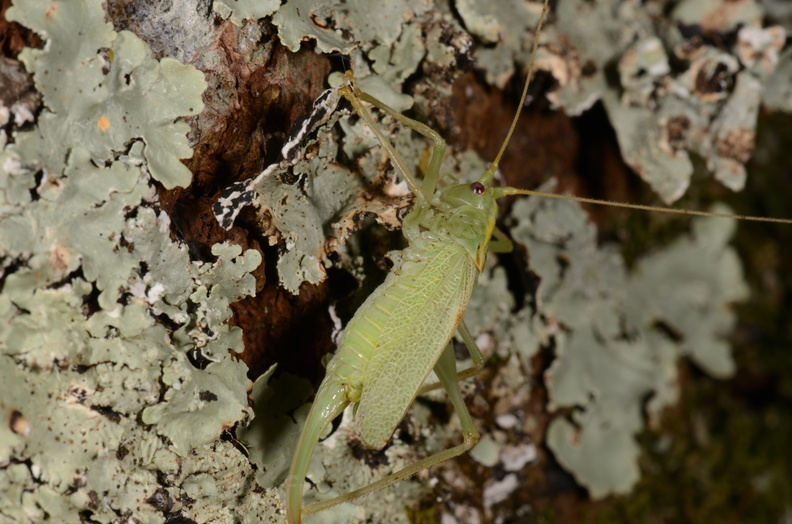 Chasse Aux Papillons - Chizé - 16-09-2019 - Meconema thalassinum(167).jpg
