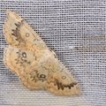 Cyclophora annularia