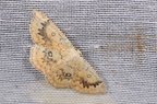 Cyclophora annularia