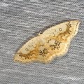Cyclophora annularia