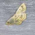 Cyclophora annularia