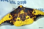 Eacles imperialis