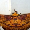 Eacles imperialis