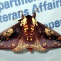 Citheronia phoronea