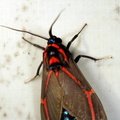 Himerarctia docis