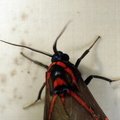 Himerarctia docis