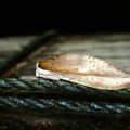 Lirimiris elongata