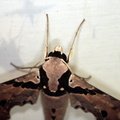 Adhemarius gannascus