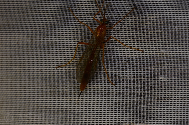 Chasse Aux Papillons - Saint-Savinien - 12-10-2017 - Netelia sp. (40).jpg