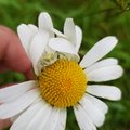 Misumena vatia