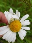 Misumena vatia