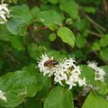 Eristalis sp.