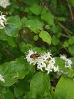 Eristalis sp.