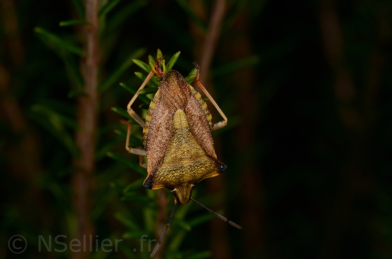 Chasse Aux Papillons - Saint-Savinien - 12-10-2017 - Carpocoris fuscispinus (43).jpg