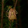 Carpocoris mediterraneus