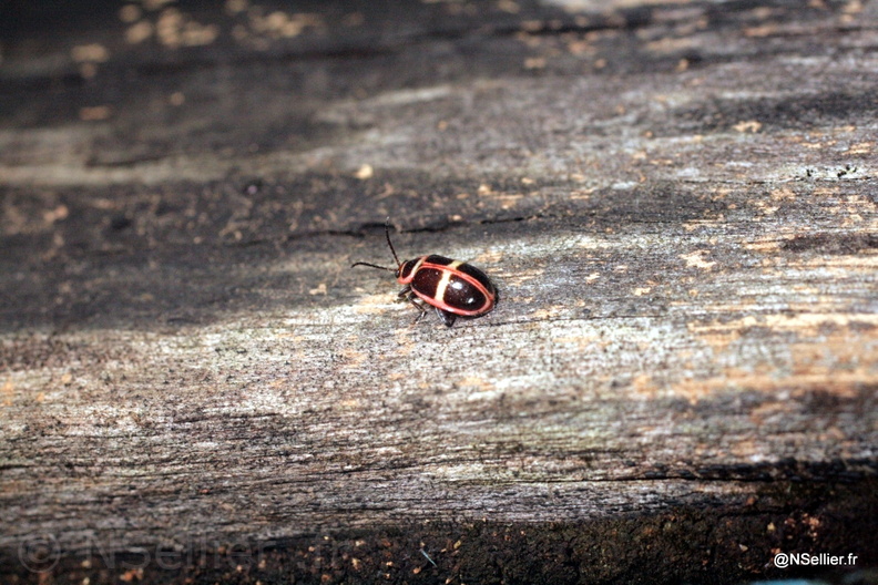 Chasse Aux Papillons - Guyane - 21-07-2008 - Omophoita clerica (45).jpg