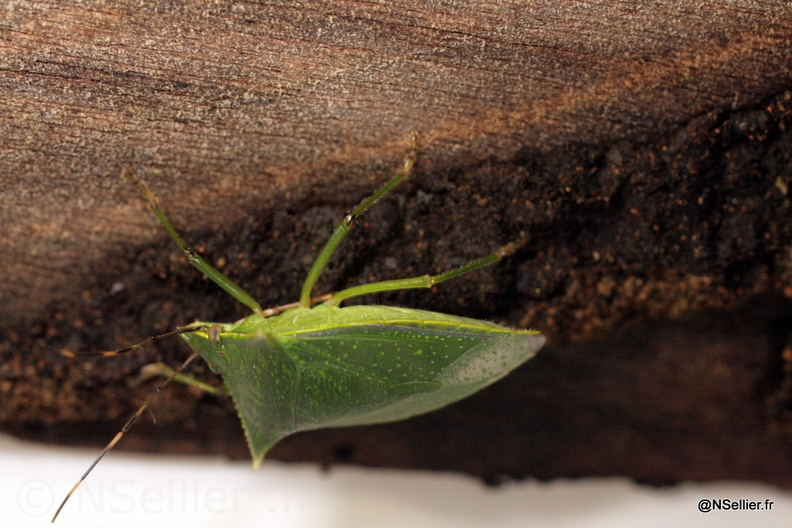Chasse Aux Papillons - Guyane - 21-07-2008 - Loxa virescens (59).jpg