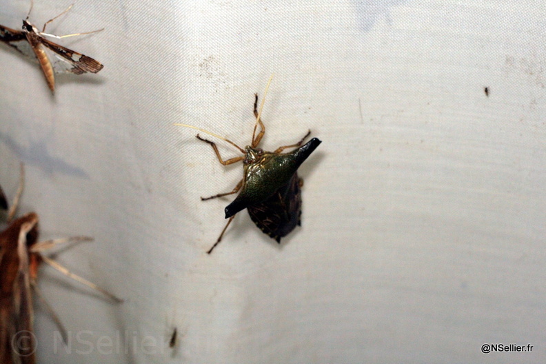 Chasse Aux Papillons - Guyane - 23-07-2008 - Edessa sp (49).jpg